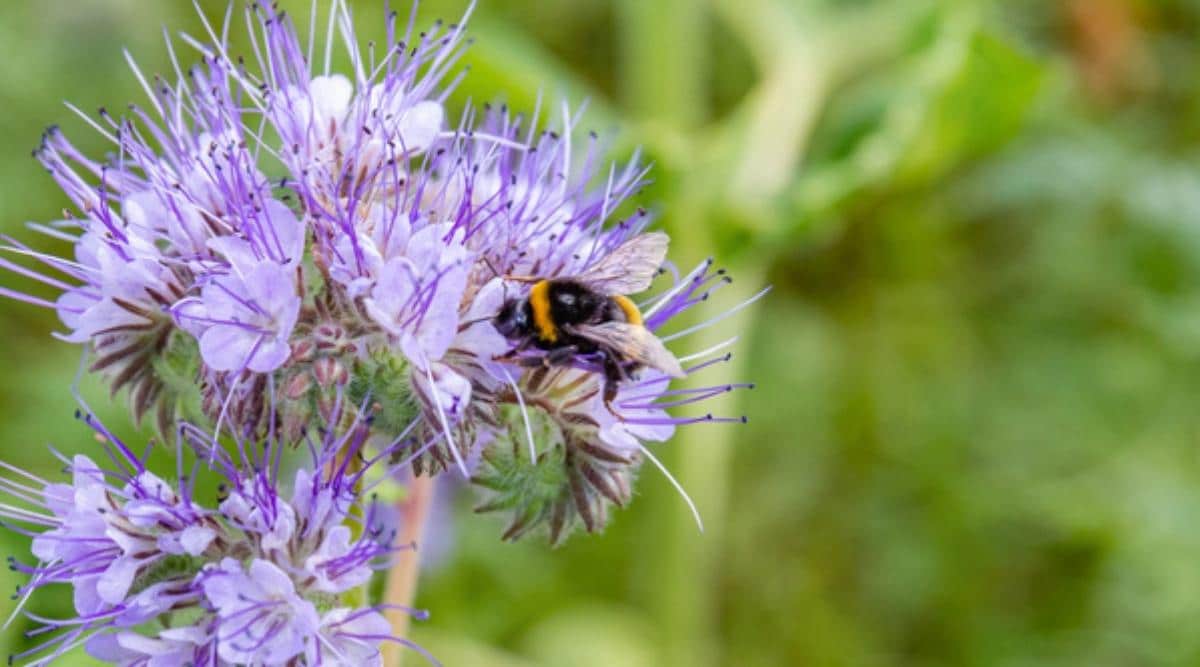 Фацелия пижмолистная