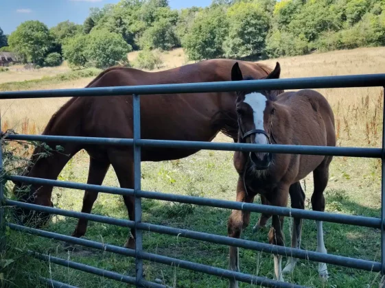 Обзор Fairphone 6: этот ремонтируемый телефон стал лучше, чем когда-либо фото