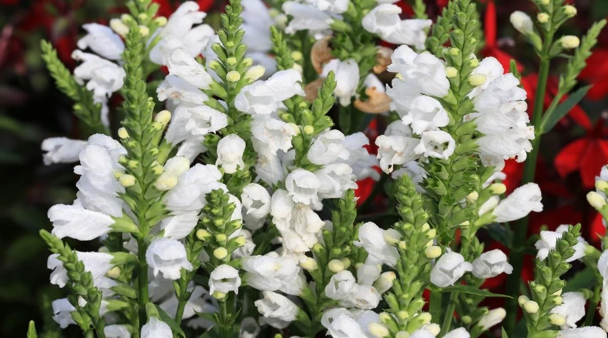 Физостегия виргинская