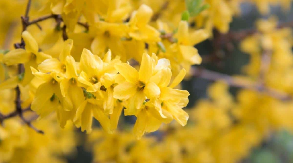 Форзиция промежуточная линвуд