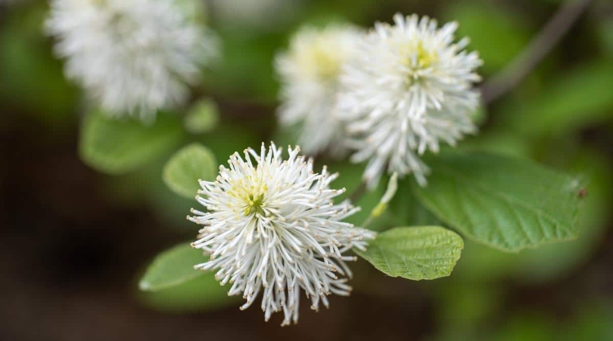 Фотергилла крупная