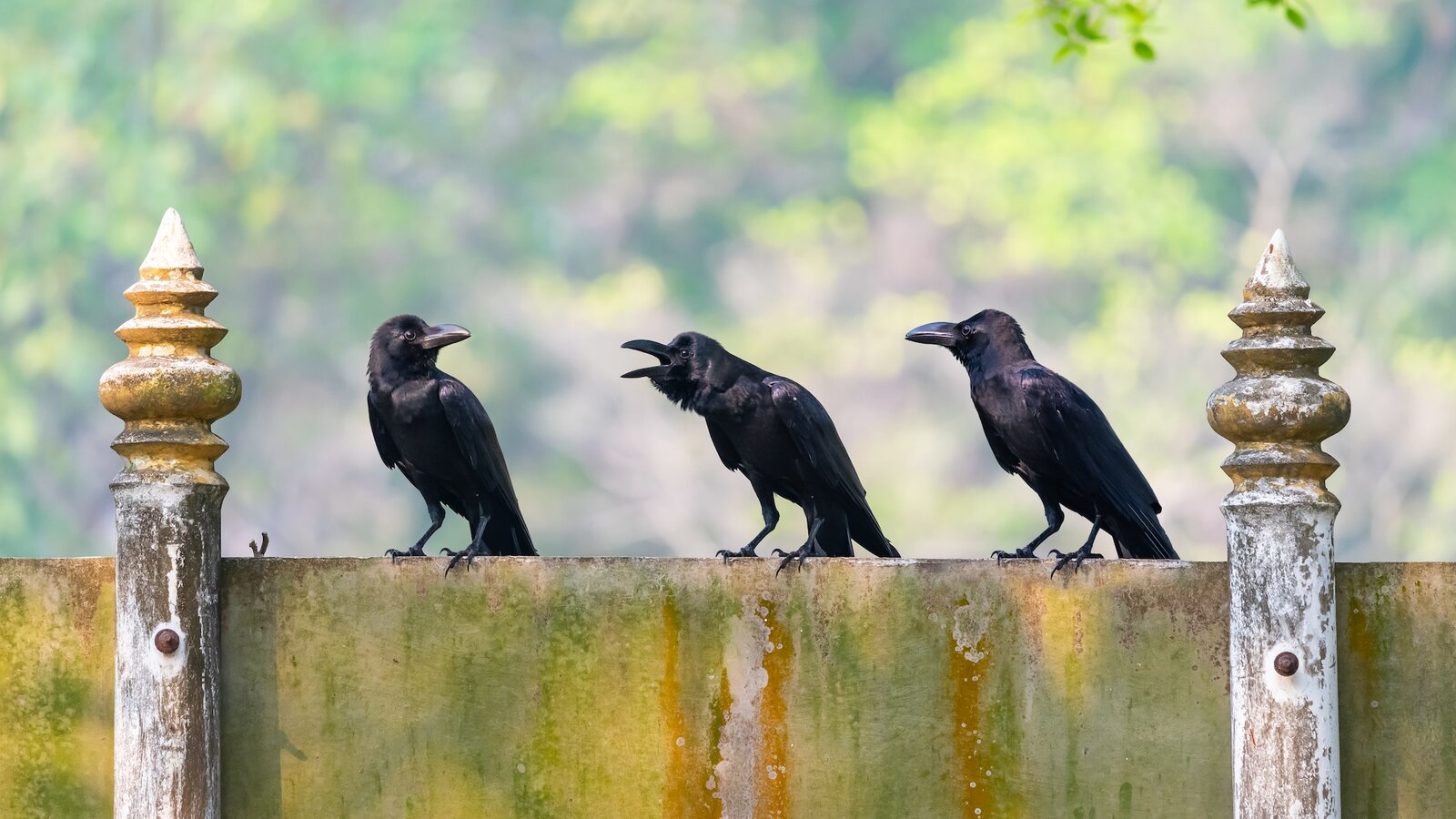 394269Какие животные умеют считать и понимать простые математические действия?