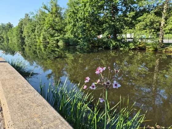 Обзор Galaxy Z Flip 7: две вещи мешают ему стать совершенством фото