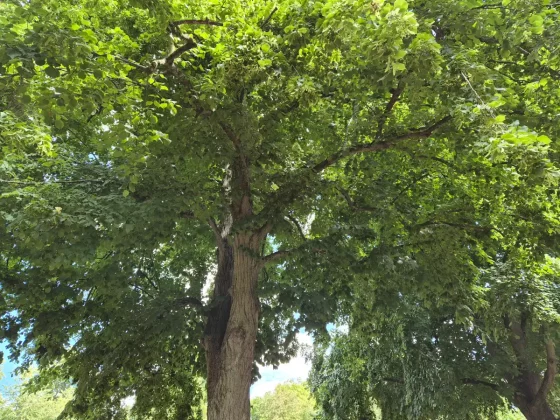 Обзор Galaxy Z Flip 7: раскладной телефон, который мы ждали фото