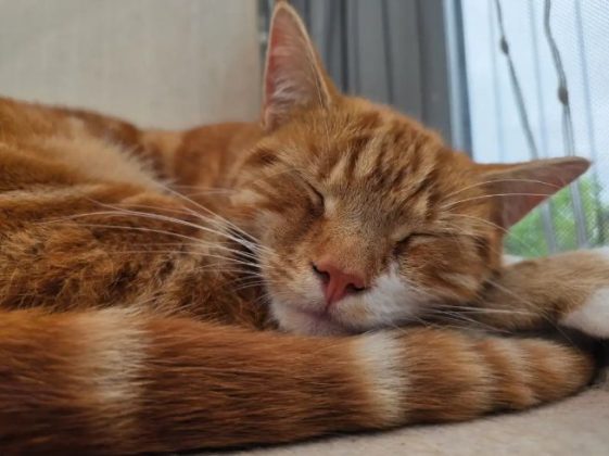 Обзор Galaxy Z Fold 7: король складных телефонов наконец определен? фото