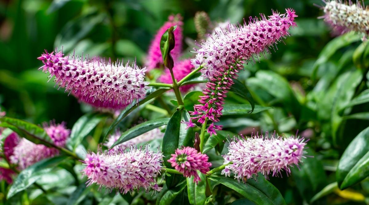 Геба особенная 