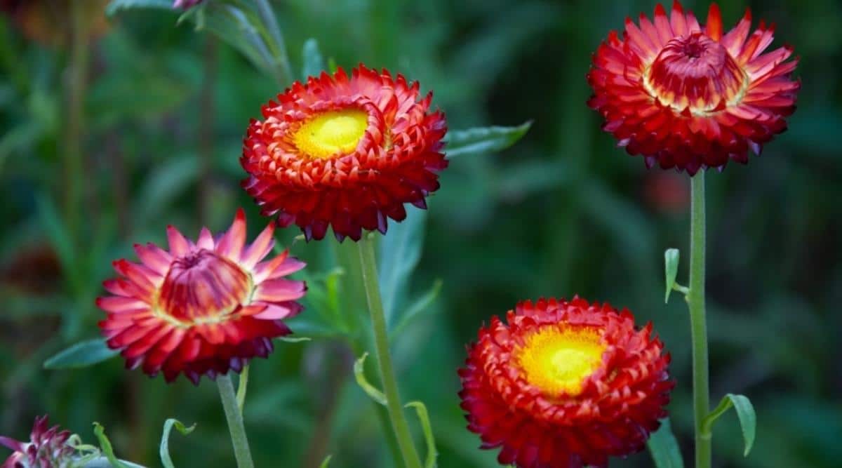 Гелихризум прицветниковый (бессмертник)