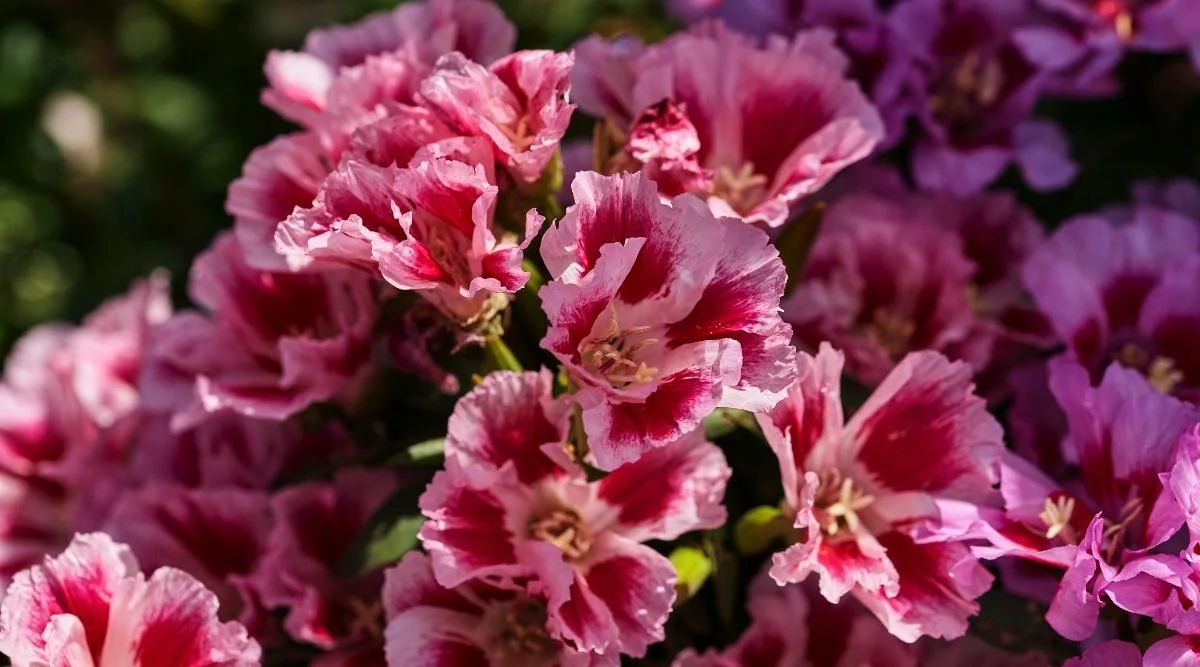 Годеция махровая азалия