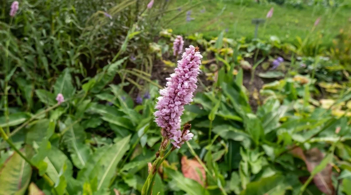 Горец змеиный