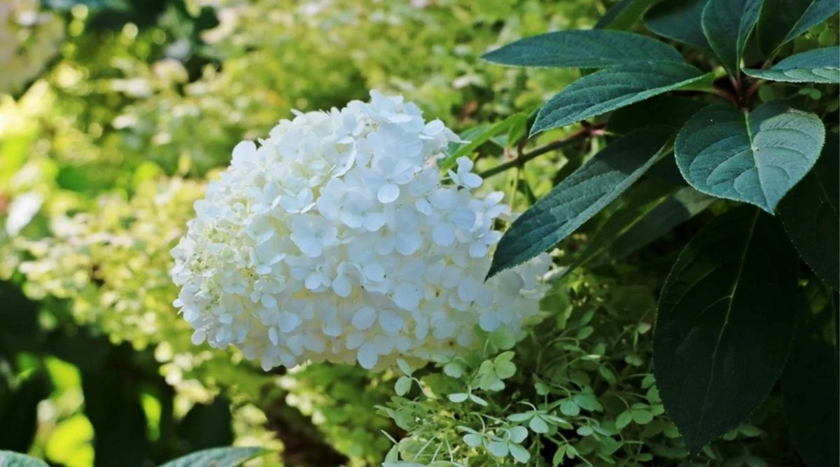 Гортензия метельчатая