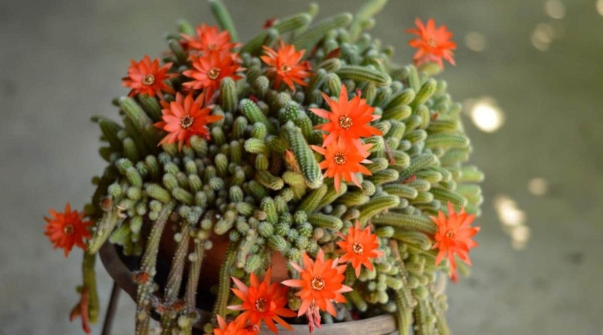 Хамецереус Сильвестра