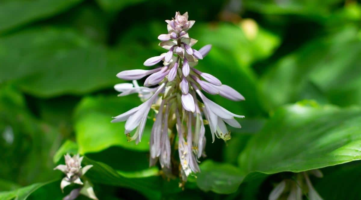 Хоста Зибольда