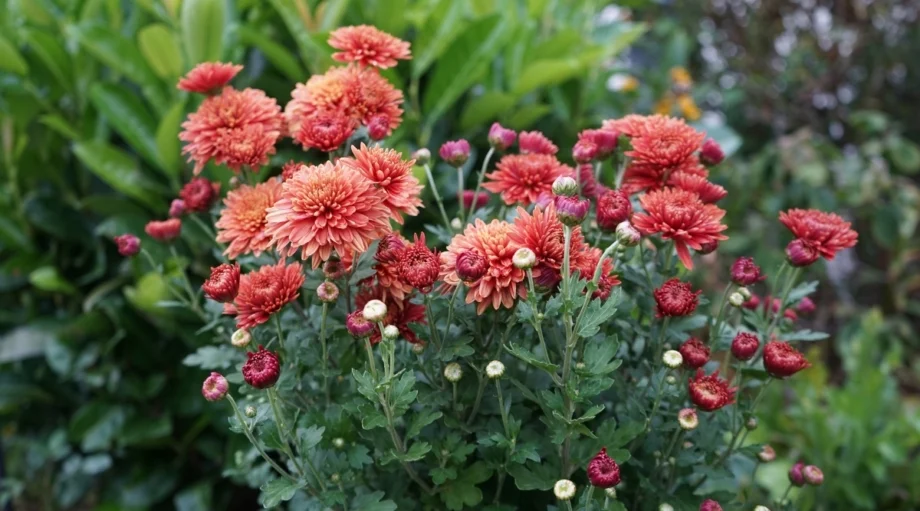 Хризантема