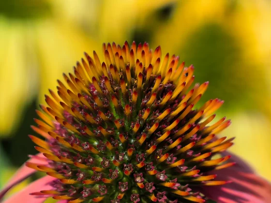 Обзор Huawei Pura 80 Ultra: одной ногой в будущем, другой — в прошлом фото