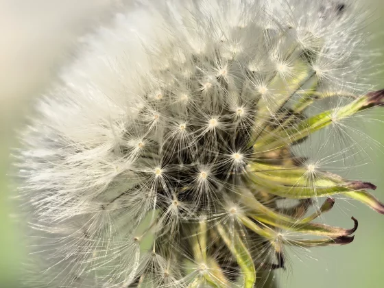 Обзор Huawei Pura 80 Ultra: одной ногой в будущем, другой — в прошлом фото