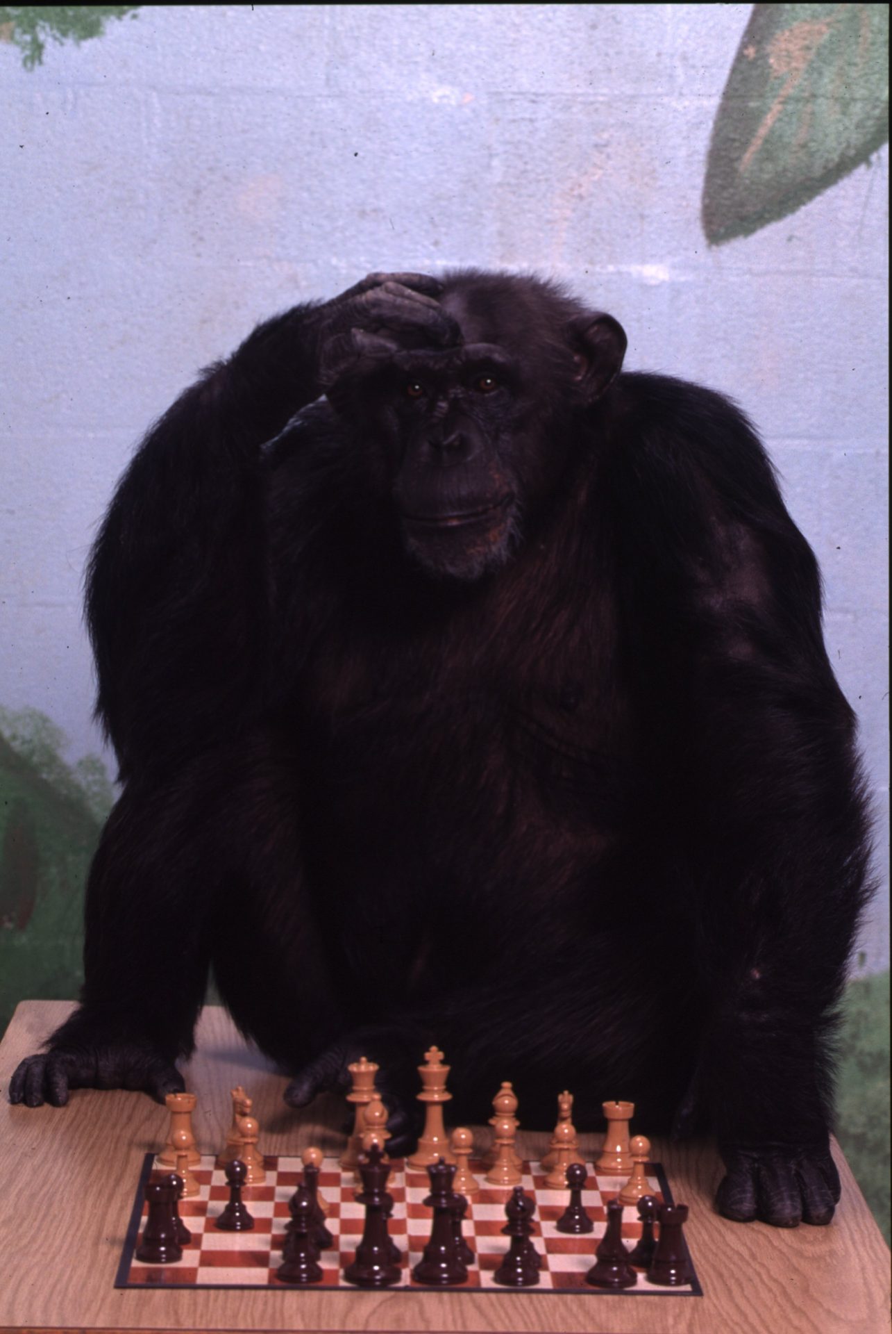 Какие животные умеют считать и понимать простые математические действия?