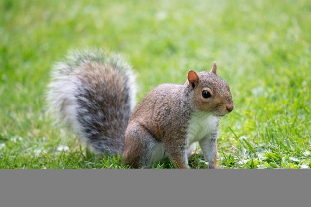 Лучшие объективы Sony A7 IV для портретов, улицы и свадьбы фото