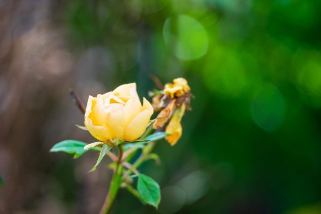 Лучшие объективы для Sony A7C и A7C II фото