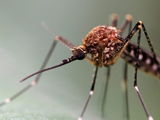 Лучшие макрообъективы: фото — как под микроскопом фото