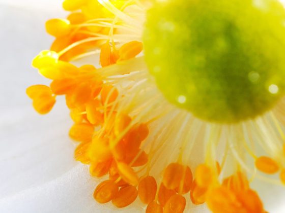 Лучшие макрообъективы: фото — как под микроскопом фото