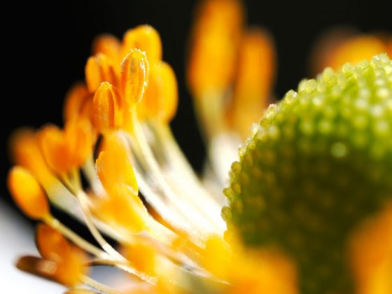 Лучшие макрообъективы: фото — как под микроскопом фото