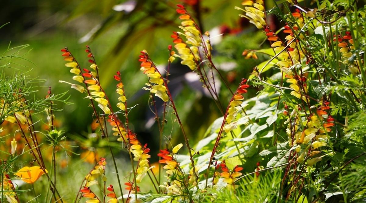 Ипомея лопастная