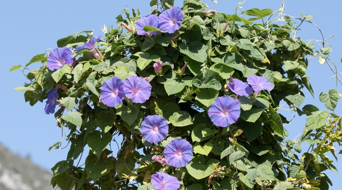 Ипомея пурпурная