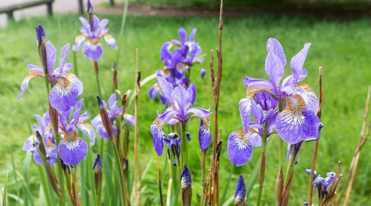 Ирис виргинский