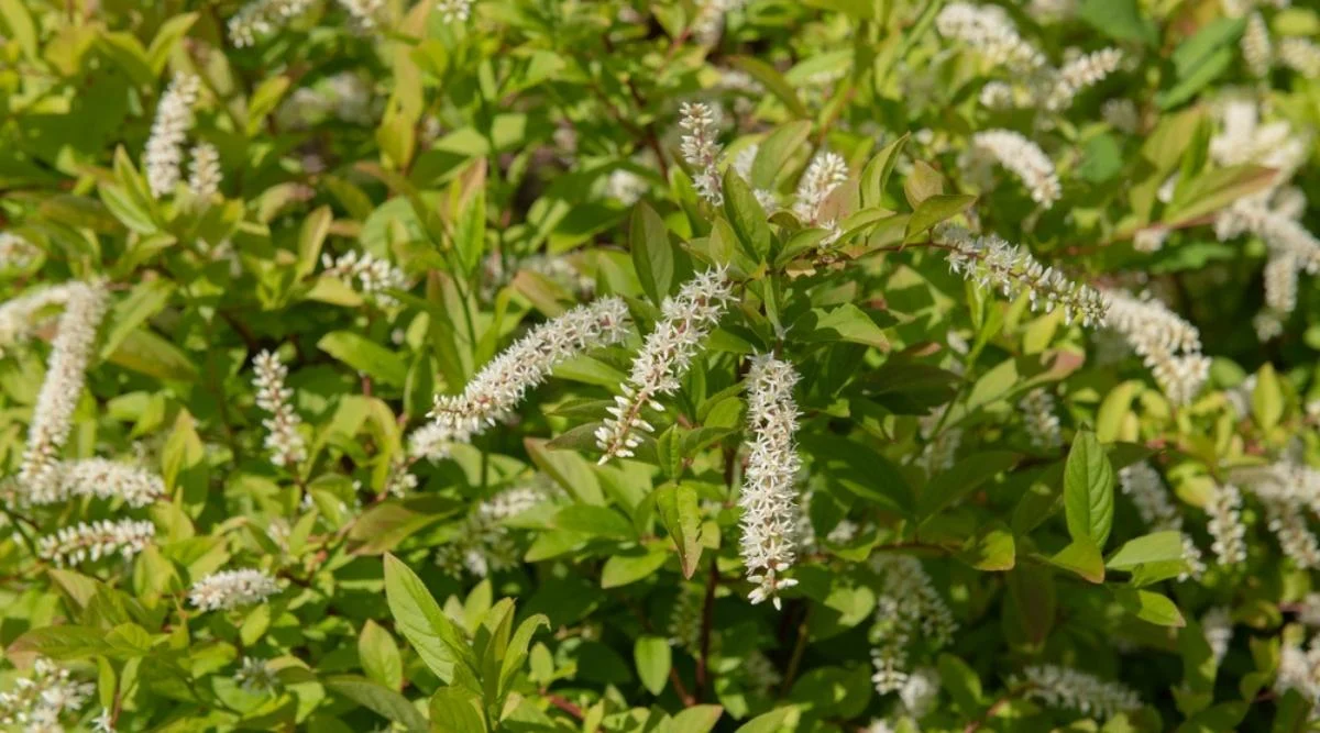 Итея виргинская