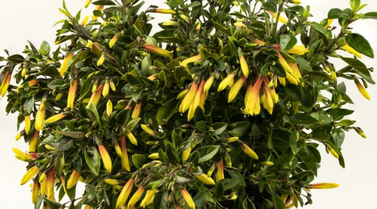 Якобиния джустика