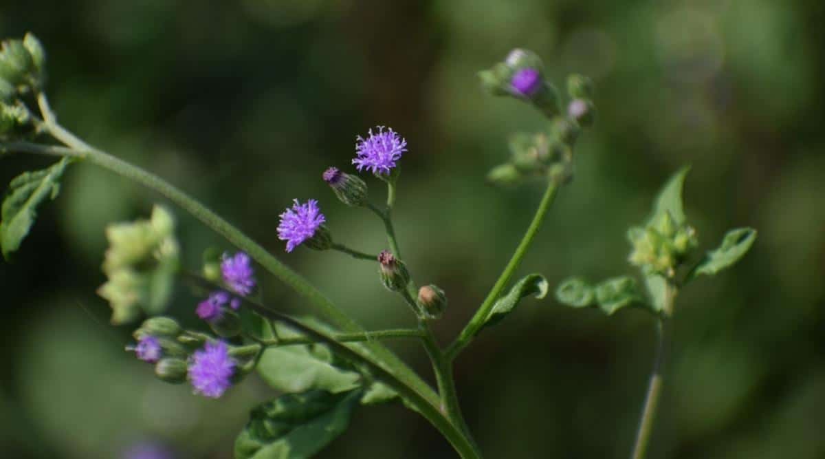 Эмилия осотолистная