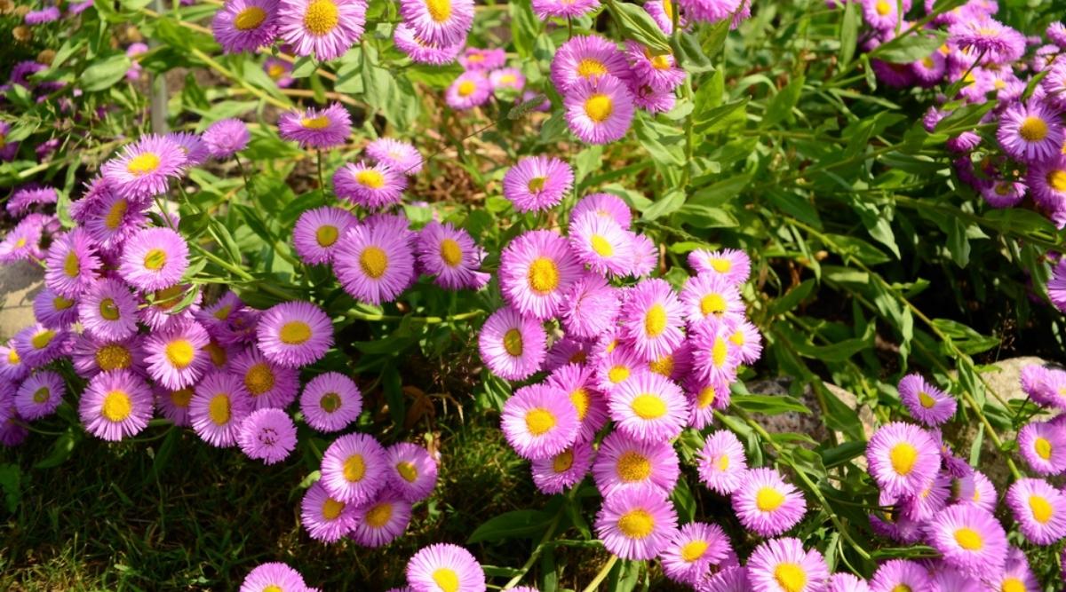 Эригерон сизый