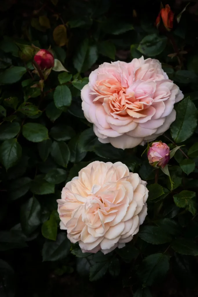 Как выращивать розы