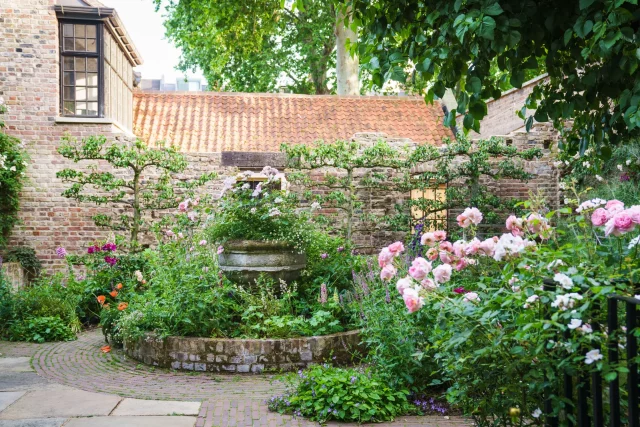 Как выращивать розы в кашпо и горшках