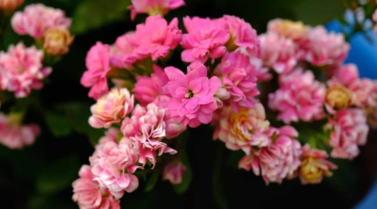 Каланхоэ Блоссфельда