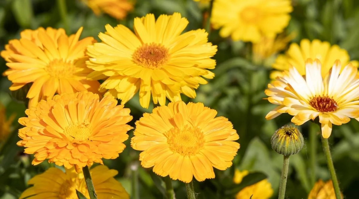 Календула лекарственная