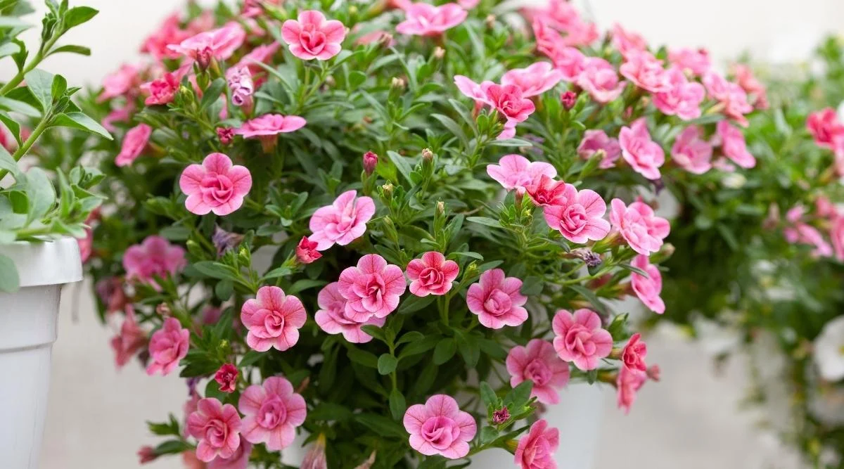 Калибрахоа