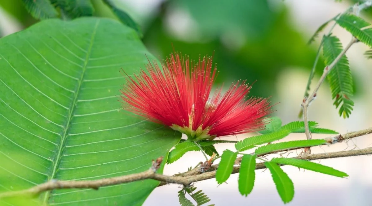 Калифорнийская каллиандра 