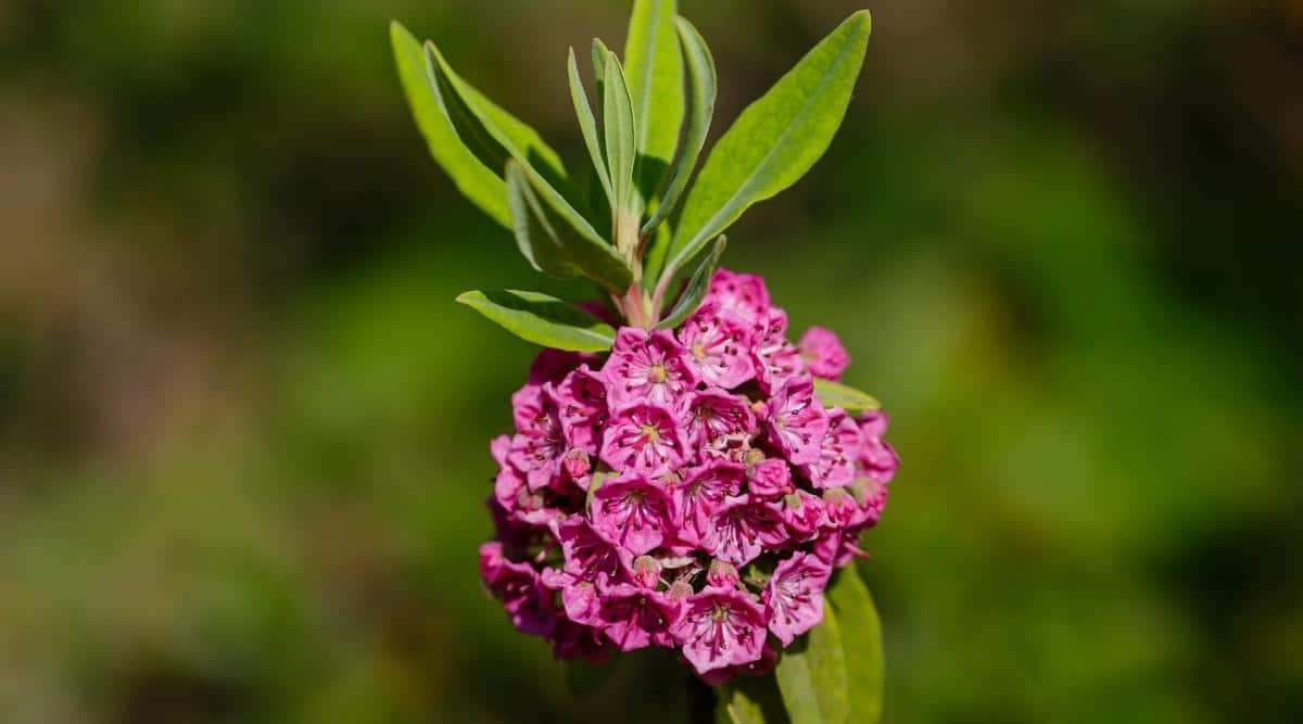 Кальмия рубра