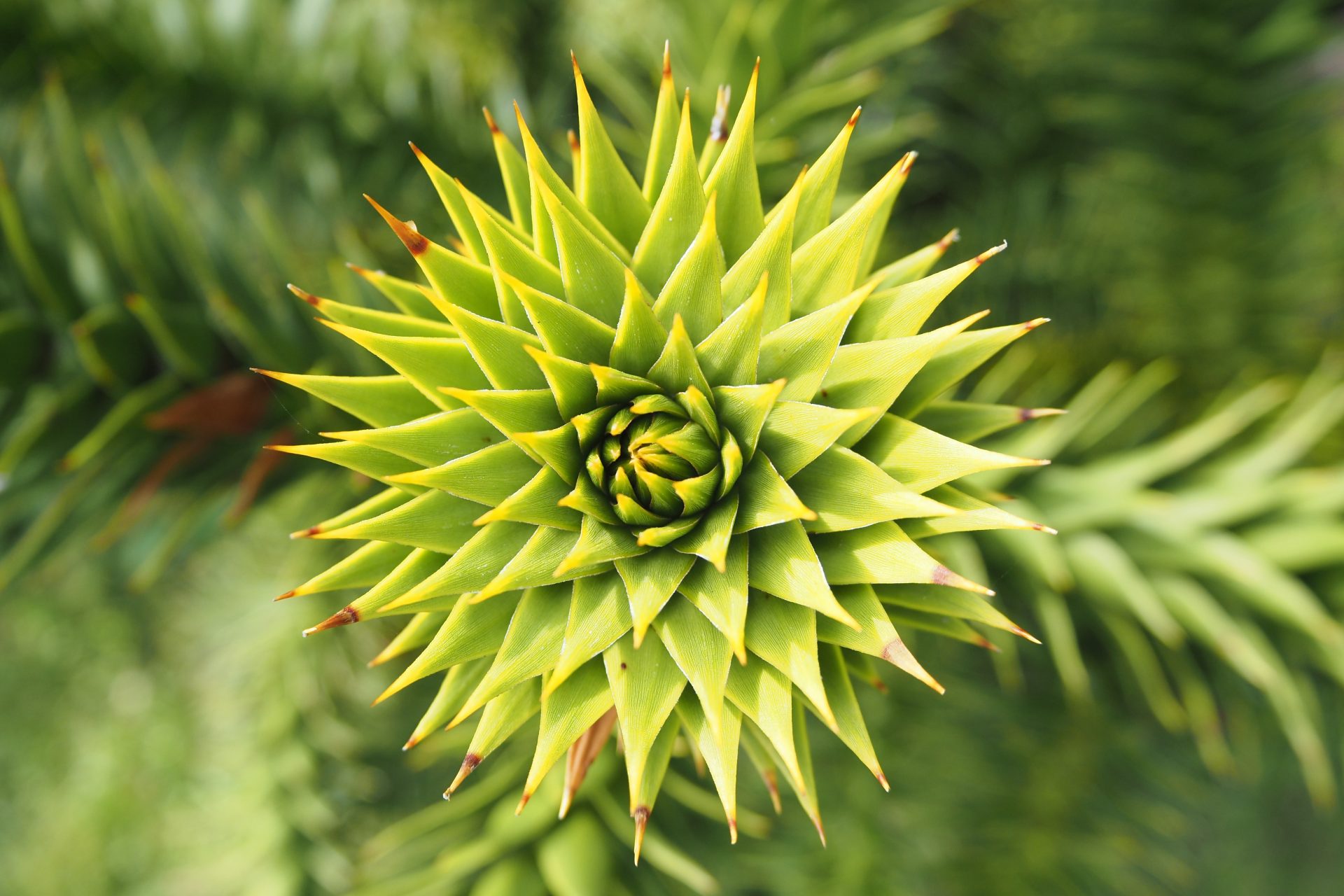 Olympus OM-D E-M10 Mark IV