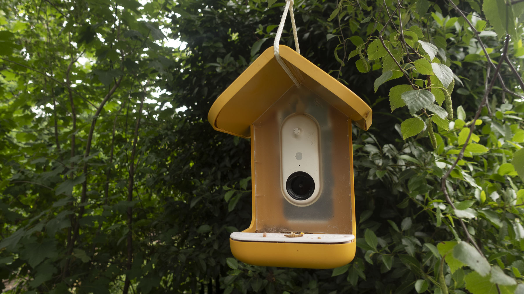 Bird Buddy Smart Bird Feeder