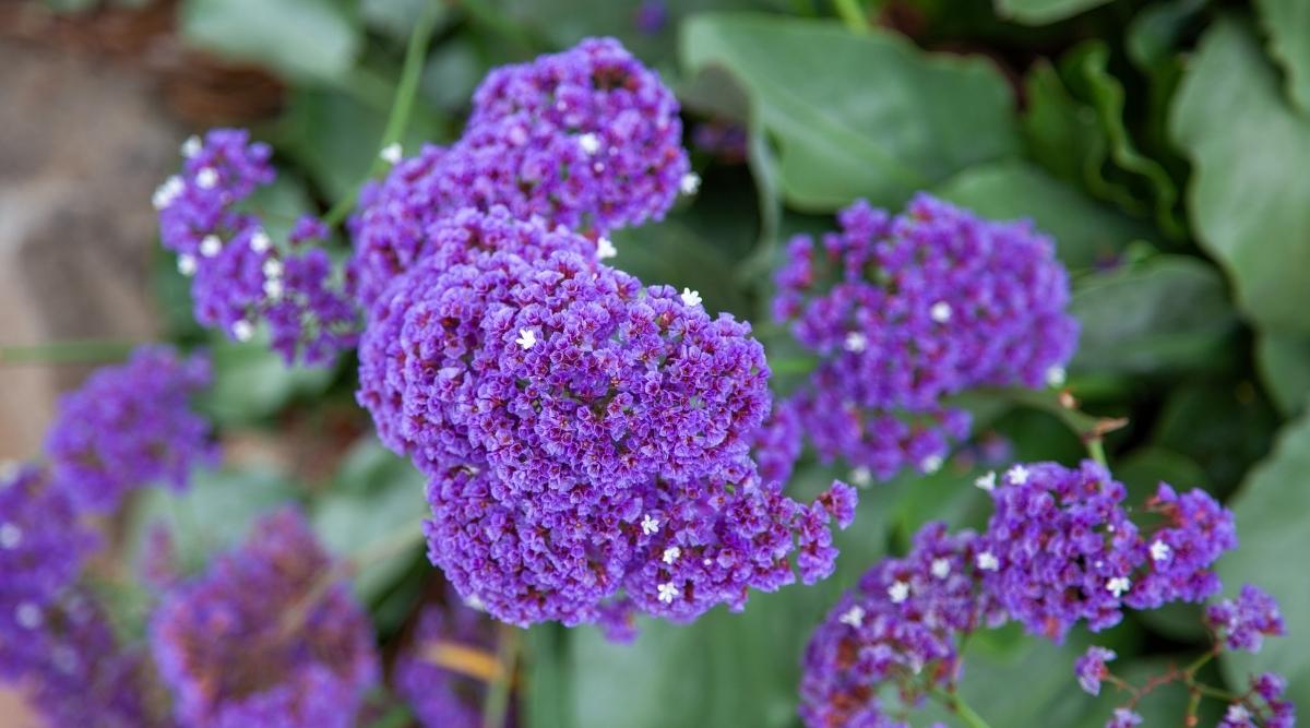 Кермек выемчатый