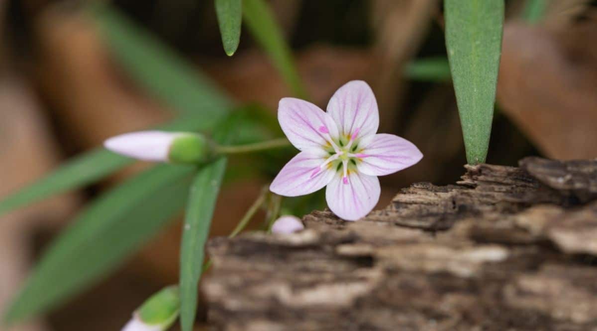 Клейтония виргинская