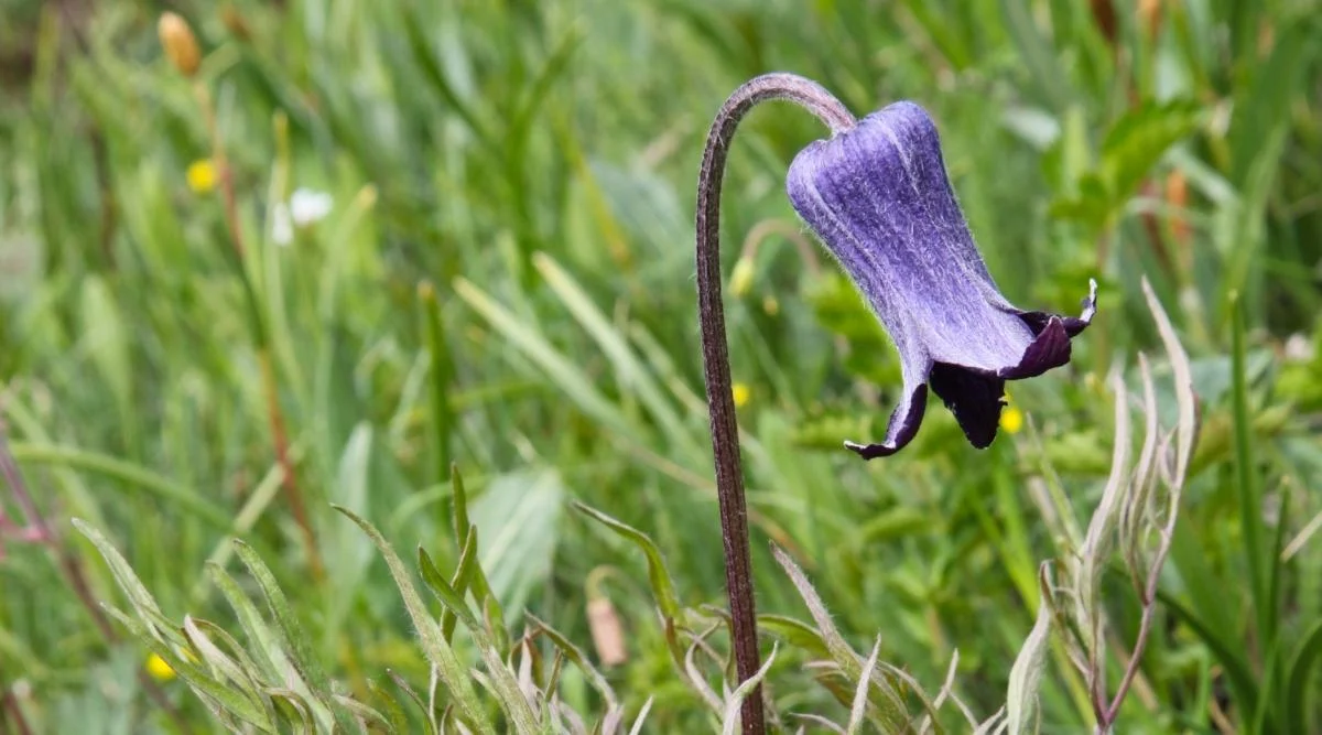Клематис Скотта