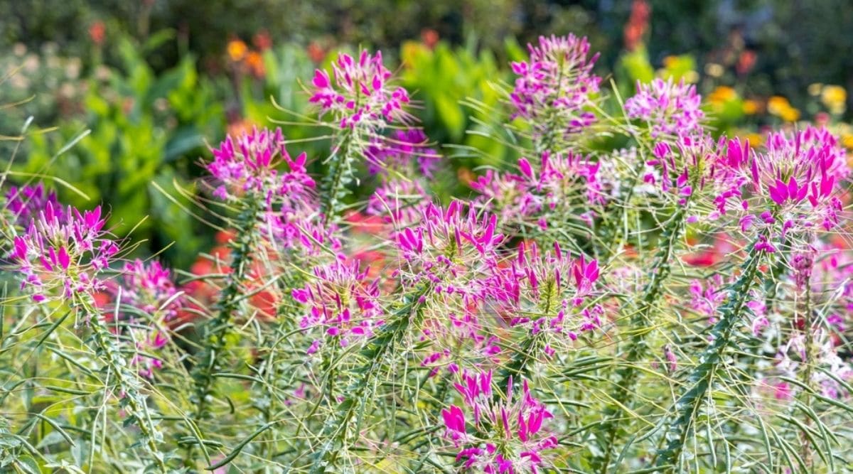 Клеома колючая