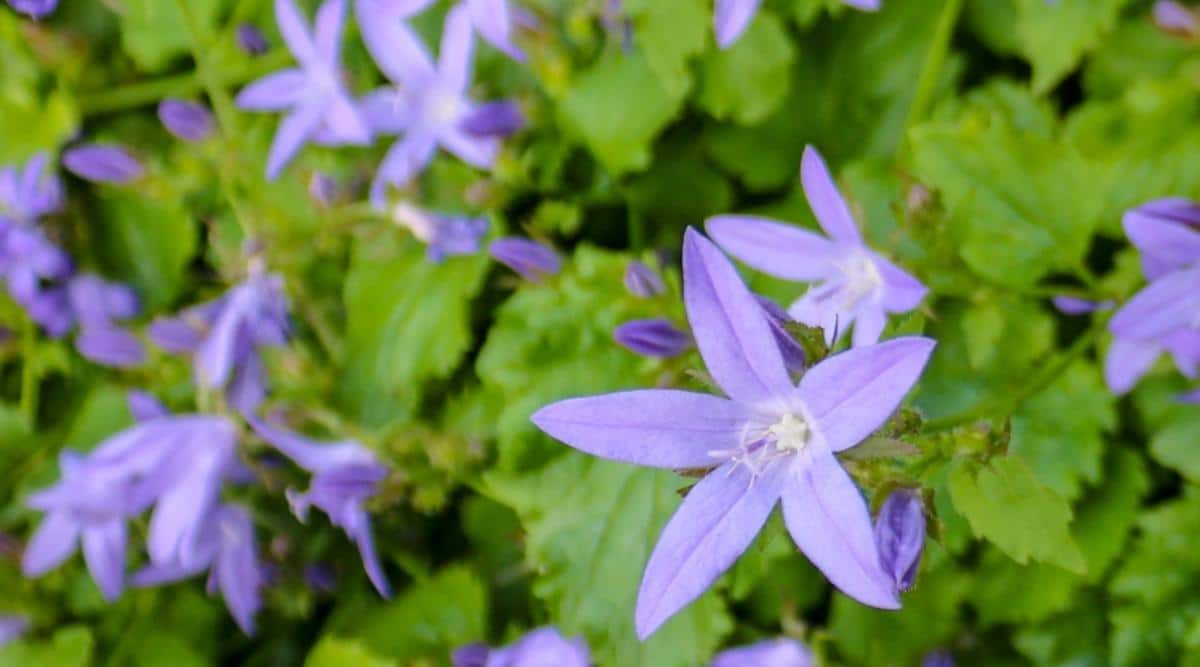 Колокольчик Пожарского