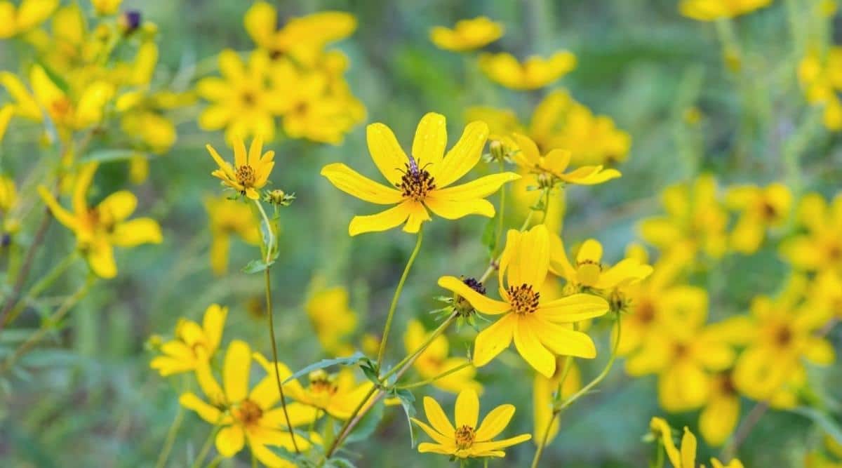 Кореопсис мутовчатый