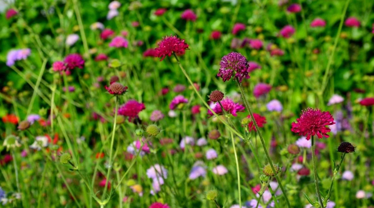Короставник македонский