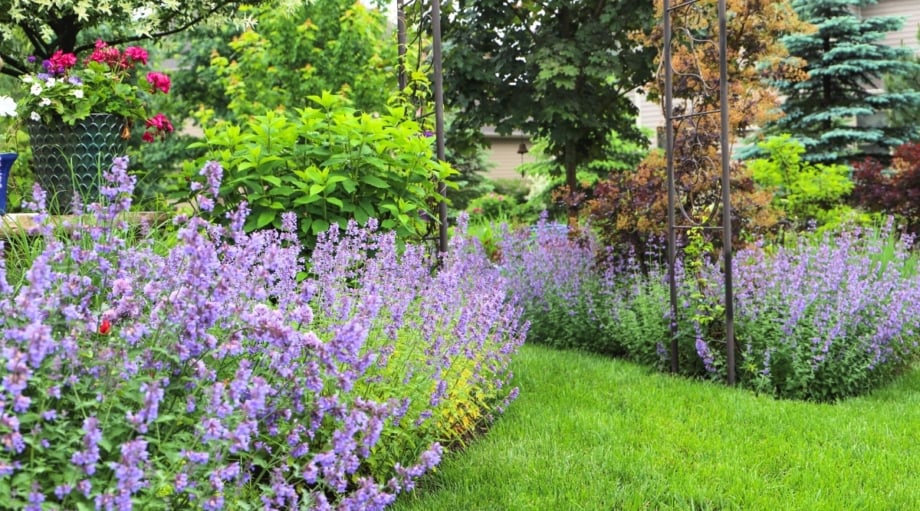 Кошачья Мята