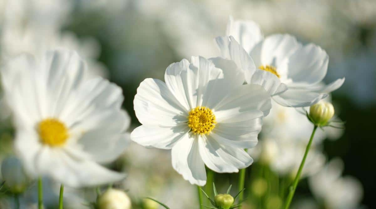 Космея дваждыперистая